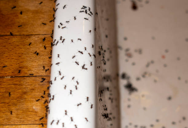 Best Ant Control Services  in Laurence Harbor, NJ