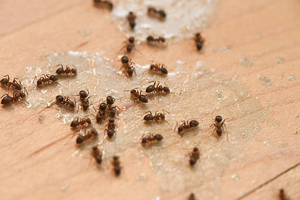 Best Best Pest Control Companies  in Laurence Harbor, NJ